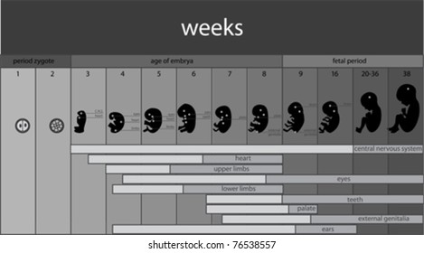 Fetus stages and development infographic
