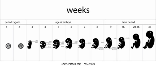 Fetus stages isolated on white, vector

