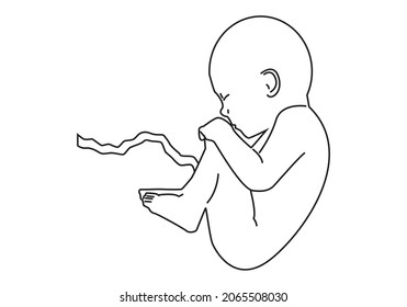 Fetus with umbilical cord in black stroke on white background