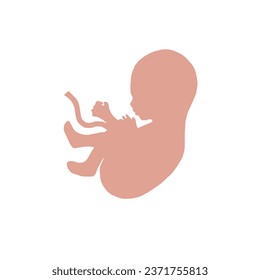 Fetus with umbilical cord vector. An embryo of a human. White baby in a belly