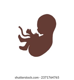 Fetus with umbilical cord vector. An embryo of a human. Black baby in a belly