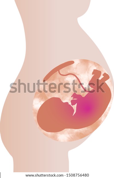 Fetus Uterus Body Stock Vector Royalty Free