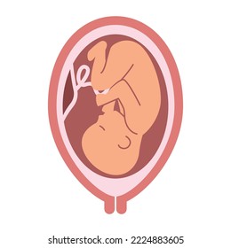 Fetus in uterus vector illustration. Flat image of human embryo with sac, placenta, umbilical cord.  Maternity, gynecology, fetal development, pregnancy concepts.