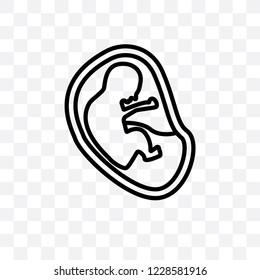 Fetus in an uterus vector linear icon isolated on transparent background, Fetus in an uterus transparency concept can be used for web and mobile