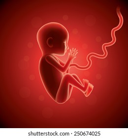 Fetus in womb photo realistic vector illustration