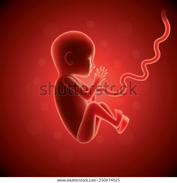 Fetus Womb Photo Realistic Vector Illustration Stock Vector Royalty Free