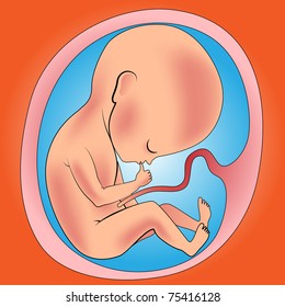 fetus in womb vector illustration