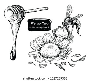 Fever-few flower, honey and bee with line-art on white backgrounds. Vector hand drawn illustration. Medicinal Herb Drawing
