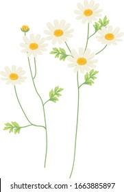 Feverfew flower vector illustration on white background