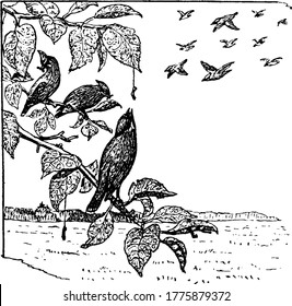Few bird flying and sitting on the branches of the trees, performing different activities, vintage line drawing or engraving illustration.