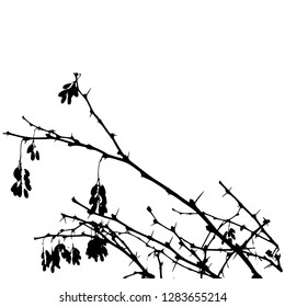A few branches of barberry with prickles and berries. Vector isolated illustration. Winter. Autumn. Postcard. Black color.