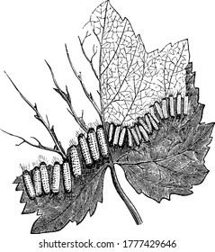 Few larvae crawling on a grape leaf, with distinct circular spots, all over their body, vintage line drawing or engraving illustration