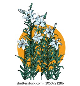 A few lilies in the sun
