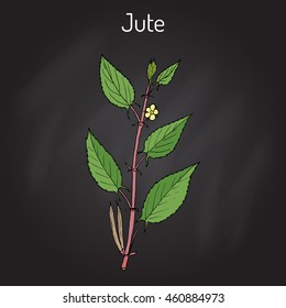 Fiber crop jute (Corchorus olitorius), or Nalta-jute, tossa-jute, Jew's mallow, West African sorrel, bush okra. Hand drawn botanical vector illustration