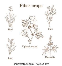 Fiber crops - cotton, sisal, flax, jute, cannabis. Hand drawn vector illustration