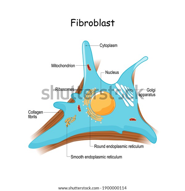 Fibroblast Anatomy Closeup Collagen Fibrils Organelles Stock Vector ...