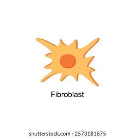 Fibroblast, a cell in the dermis, Connective tissue cell, Fibrosis. Simple structure of Human fibroblast cell. Vector illustration.