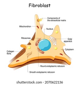 fibroblast. Cell structure and anatomy. Collagen fibers and skin cell. Vector illustration