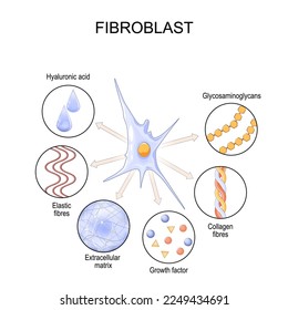 Fibroblast. Cell structure and function. biological cell that synthesizes the extracellular matrix, collagen, and produces the structural framework for tissues. Vector poster