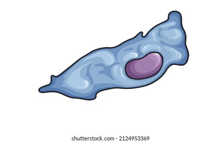 Fibroblast Cell Vector Illustration In White Background 