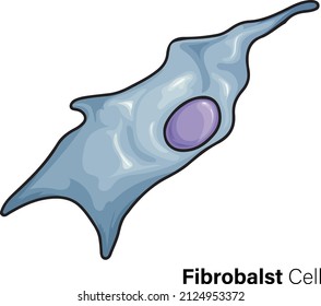 Fibroblast Cell Vector Illustration In White Background 