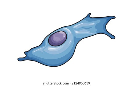 Fibroblast Cell Vector Illustration In White Background 