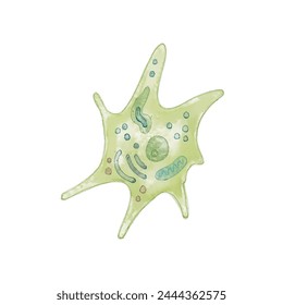 Células fibroblásticas, microbiología, estructura celular, Vector