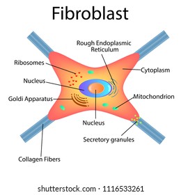 Fibroblast Is A Dermis Cell. Structure Of Fibroblast Cell.