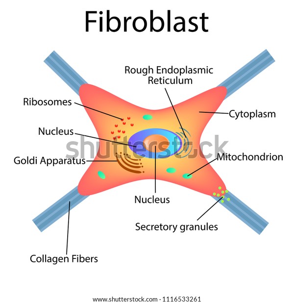 Fibroblast Dermis Cell Structure Fibroblast Cell Stock Vector (Royalty ...