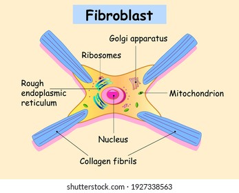 Fibroblast is a dermis cell. Structure of Fibroblast cell. Vector illustration