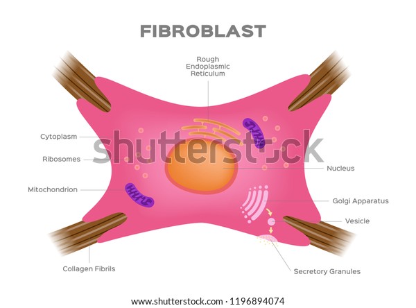 Fibroblast Dermis Cell Vector Human Organ Stock Vector (Royalty Free ...