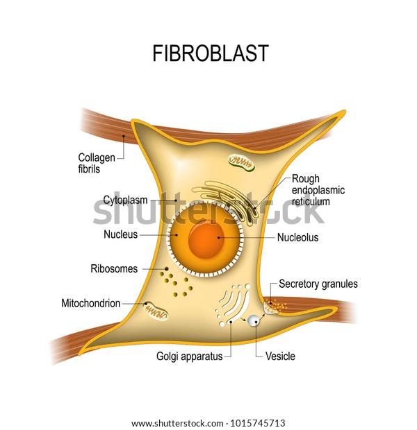 Fibroblast Dermis Cell Vital Skins Strength Stock Vector (royalty Free 