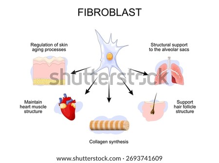 Fibroblast function. Support hair follicle structure. Structural support to the alveolar sacs. Regulation of skin aging processes. Maintain heart muscle structure. Collagen synthesis. Vector
