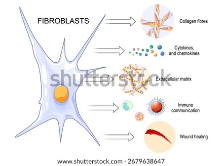 Fibroblast functions. Extracellular matrix production. Collagen synthesis. Wound Healing and Repair. Tissue Homeostasis. Fibroblast communication with immune cells during inflammation. aging processes