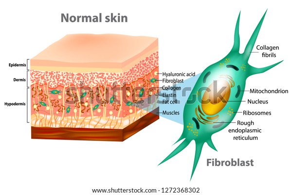 Fibroblast and Human\
skin structure (Muscles, Fat cell, Hyaluronic acid, Elastin,\
Collagen, Fibroblast).\
