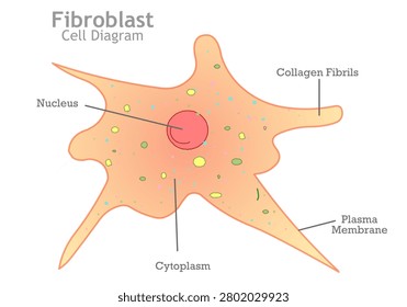 Fibroblast is the principal active cell of connective. Yellow, orange transparency structure, diagram. Cytoplasm, nucleus, collagen, contractile. Illustration vector