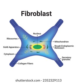Diseño de iluminación de vectores de ciencias de fibroblast