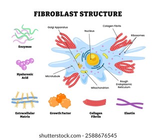 Fibroblast structure anatomy diagram poster design, labeled enzymes, hyaluronic acid, extracellular matrix, growth factor,collagen fibrils, elastin, microtubule,golgi apparatus, nucleus, mitochondrion