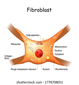 Estructura de fibroblastos. anatomía celular. Filetes de colágeno. ilustración vectorial.