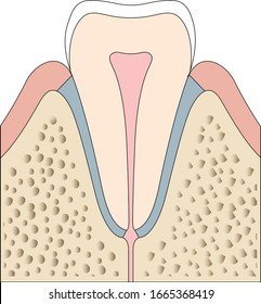 Fibrous joint. Human body fibrous joint structure and anatomy. Skeletal system diagram.