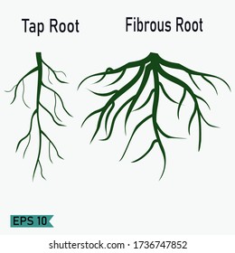 
fibrous root silhouette, and taproot. plant theme.