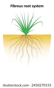 Fibrous root system. Diagram. Monocots.