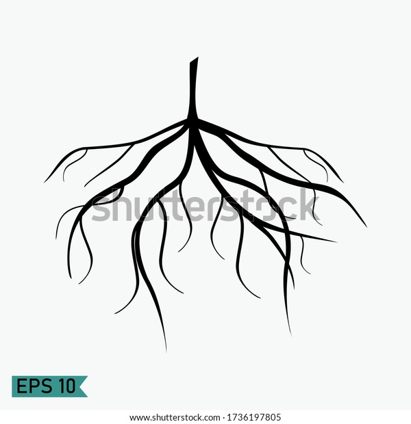 Fibrous Roots Flat Style Design Illustration Stock Vector Royalty Free