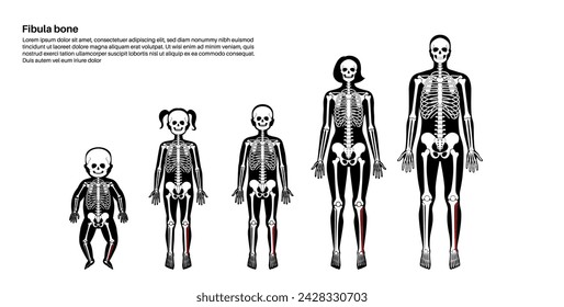 Fibula bone anatomy. Calfbone In human skeletal system diagram. Skeleton in male, female, baby, child and adult silhouettes. Leg bones, cartilage and joints in body xray flat vector illustration