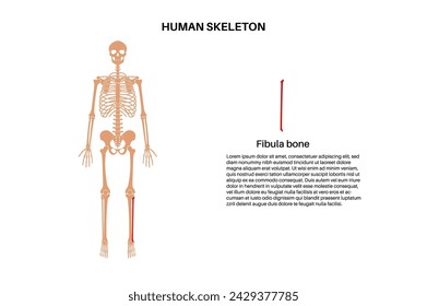 Fibula bone anatomy. Calfbone in human skeletal system diagram. Skeleton in male silhouette. Bones, cartilage and joints in body, xray backbone, leg bones, knee and pelvis medical vector illustration.