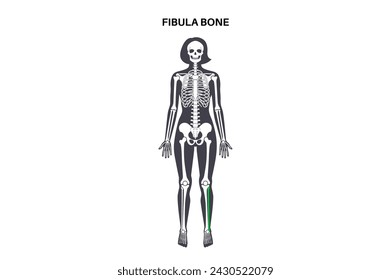 Female Pelvis Vector Art & Graphics