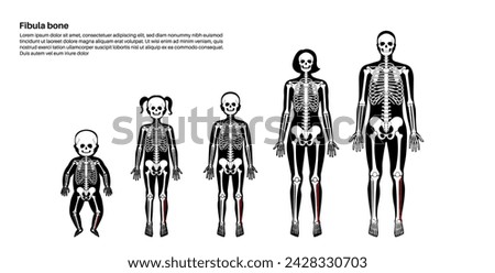 Fibula bone anatomy. Calfbone In human skeletal system diagram. Skeleton in male, female, baby, child and adult silhouettes. Leg bones, cartilage and joints in body xray flat vector illustration