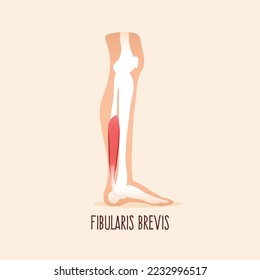 Fibularis (peroneus) brevis. LAteral view of  leg muscle vector illustration. 