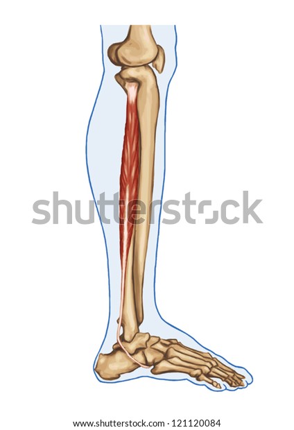 Fibularis Peroneus Longus Anatomy Leg Foot Stock Vector Royalty Free