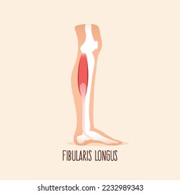 Fibularis (peroneus) longus. Videos laterales del músculo de la pierna. 